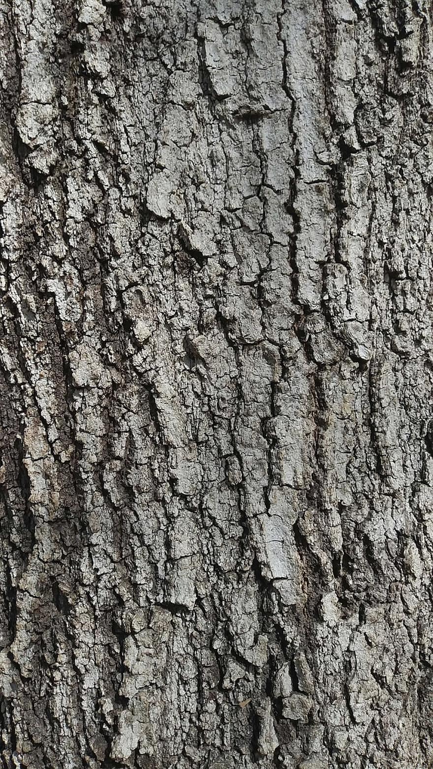 arbre, écorce, bois, texture, marron, rugueux, chêne, arrière-plans, fermer, modèle, tronc d'arbre