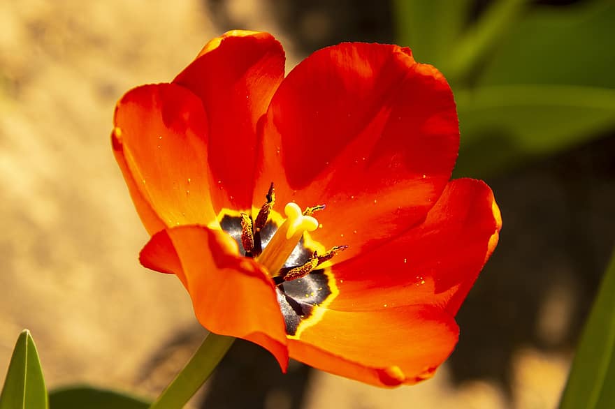 blomst, plante, tulipan, flor, blomstre, blomstrende, flora, orange blomst, orange kronblade, natur, tæt på