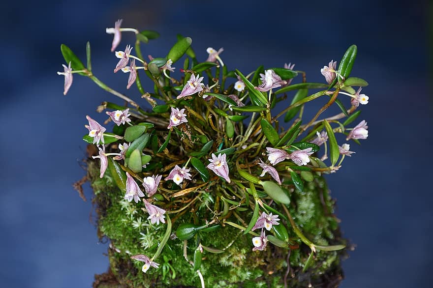 dendrobium, orkidéer, blommor, botanik