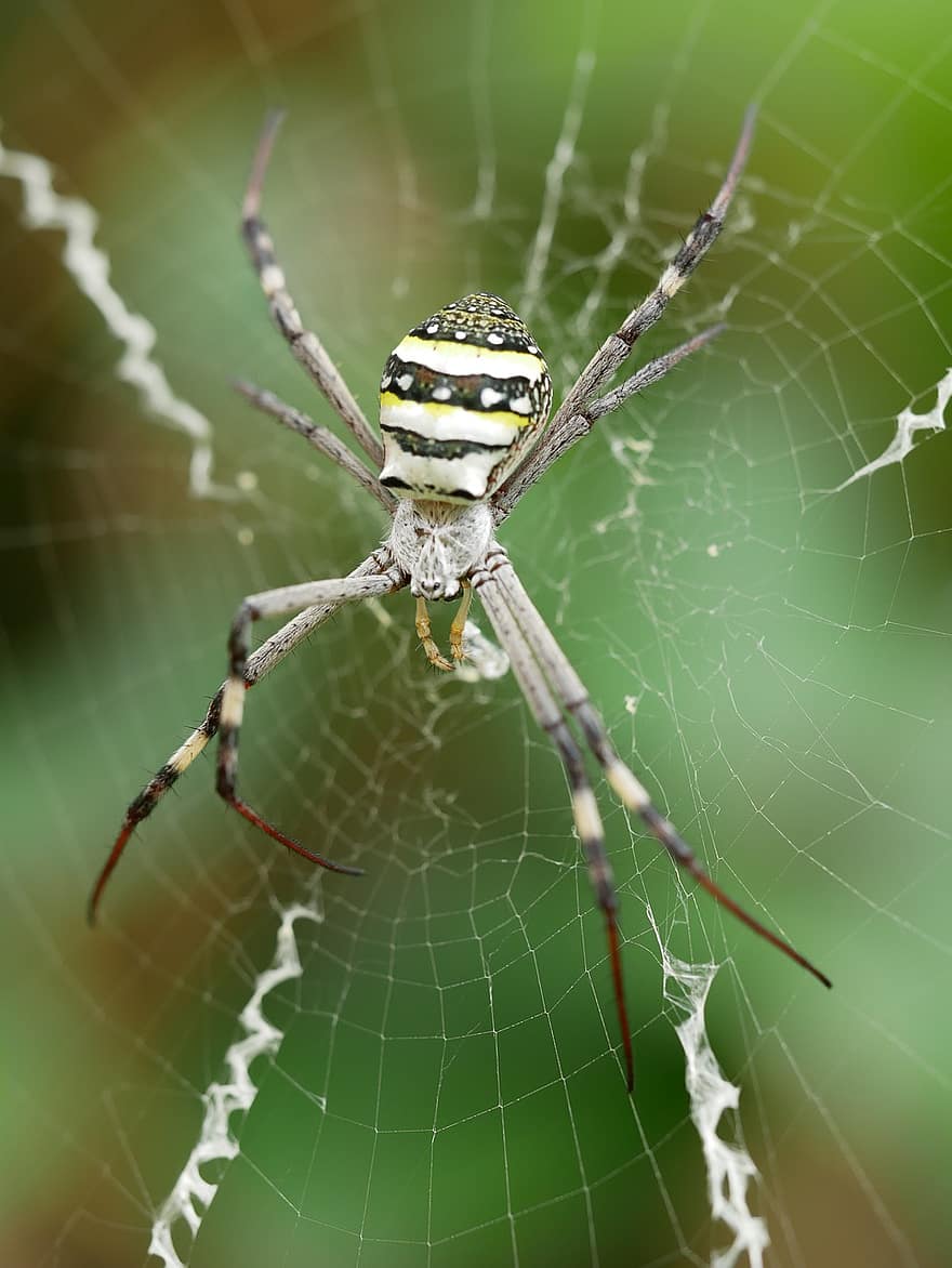 hämähäkki, st Andrew's cross hämähäkki, arachnid, hyönteinen, vika, verkko, hämähäkinverkko, luonto, harmaa, keltainen