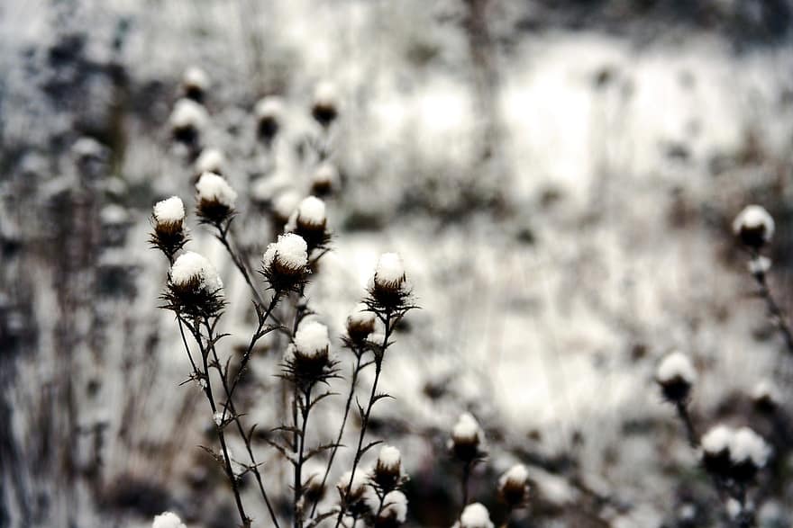 bodlák, trávy, sníh, mráz, zamrzlý, led, Studený, zimní, rostlin, louka