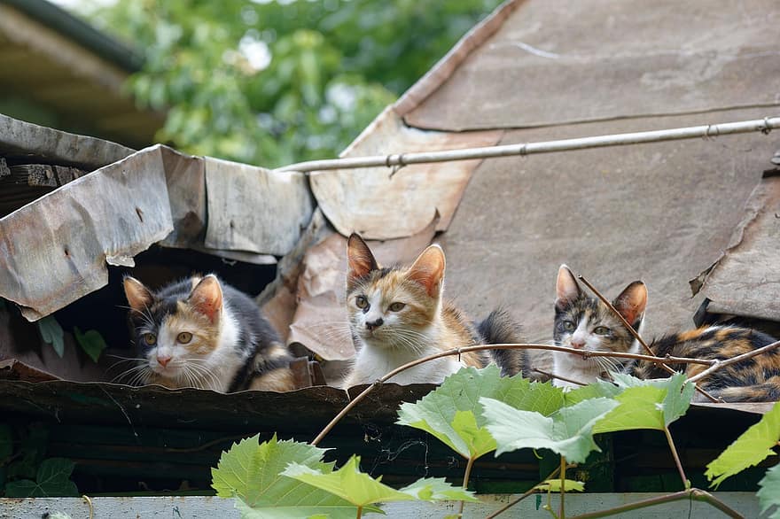 macskák, tető, kiscicák, háziállat, állatok, macskaféle, fészer