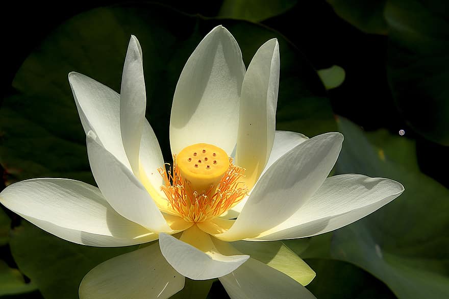 Lotus, Flowers, Petals, Water Plant, Pond, Plants, Floral, Serenity, Zen, Nature, Natural