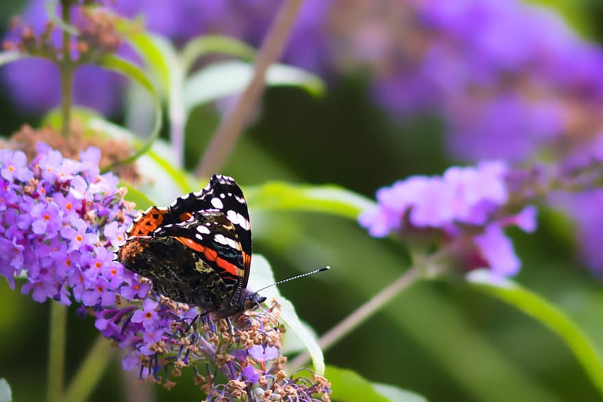 motýl, květiny, opylit, opylování, hmyz, okřídlený hmyz, motýlí křídla, květ, flóra, fauna, Příroda