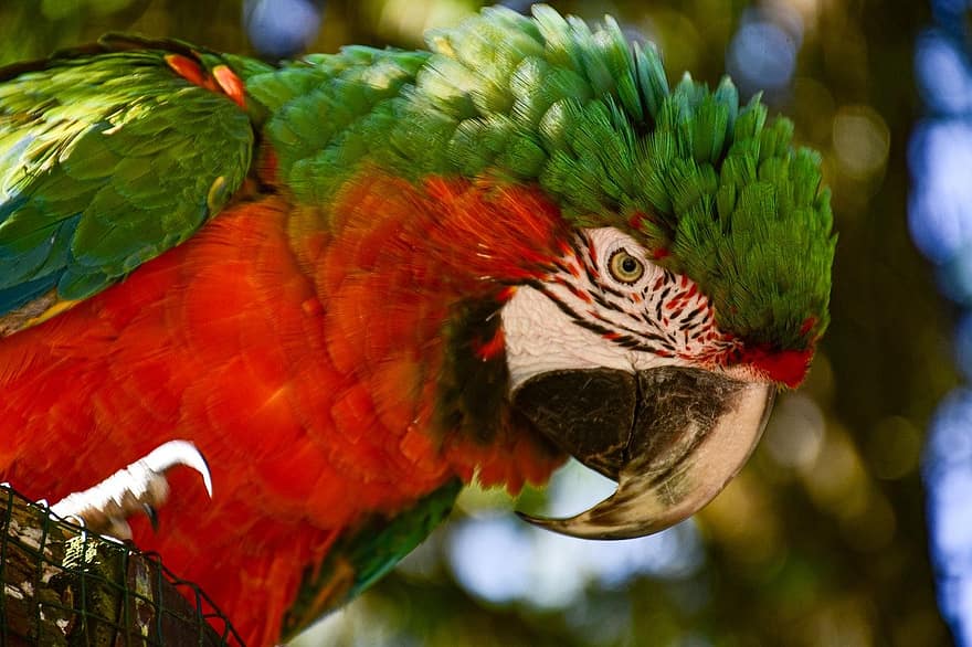 ара, папагал, птица, многоцветни, клюн, перце, домашни любимци, тропичен климат, жълт, едър план, зелен цвят