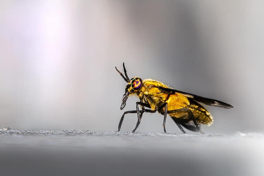 kukaiņi, lidot, entomoloģija, Spēlēts briežu muša, Chrysops Caecutiens, kaitēkļiem, sugas, makro, tuvplāns, dzeltens, bite