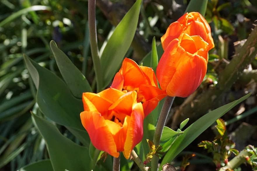tulipani, fiori d'arancio, giardino, fiori, pianta, fiore, tulipano, testa di fiore, colore verde, foglia, giallo