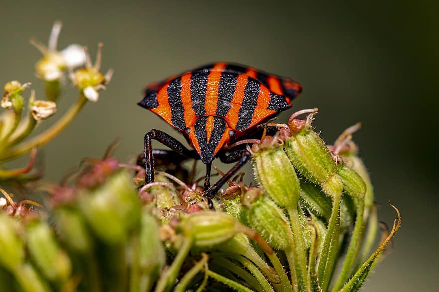 bug, skjold bug, blomst, stripet bug, Italiensk stripete insekt, minstrel bug, graphosoma lineatum, insekt, anlegg, flora, natur