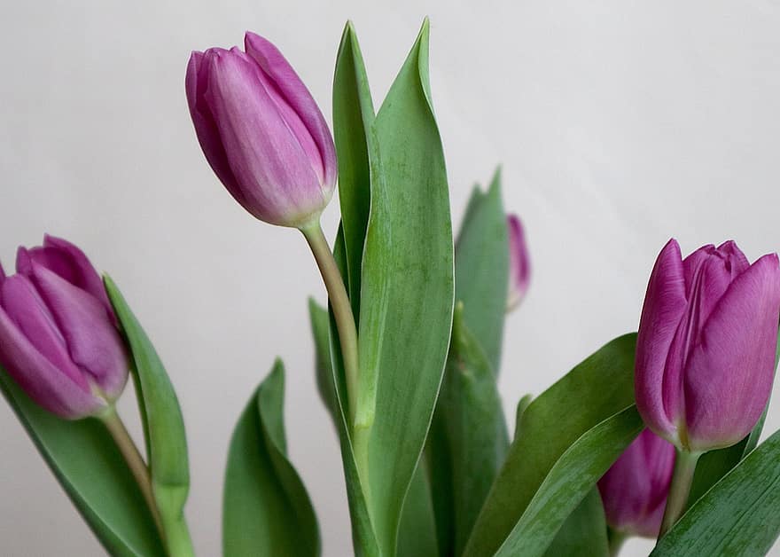tulipanes, las flores, Flores moradas, pétalos, hojas, floración, flora, naturaleza, tulipán, planta, flor