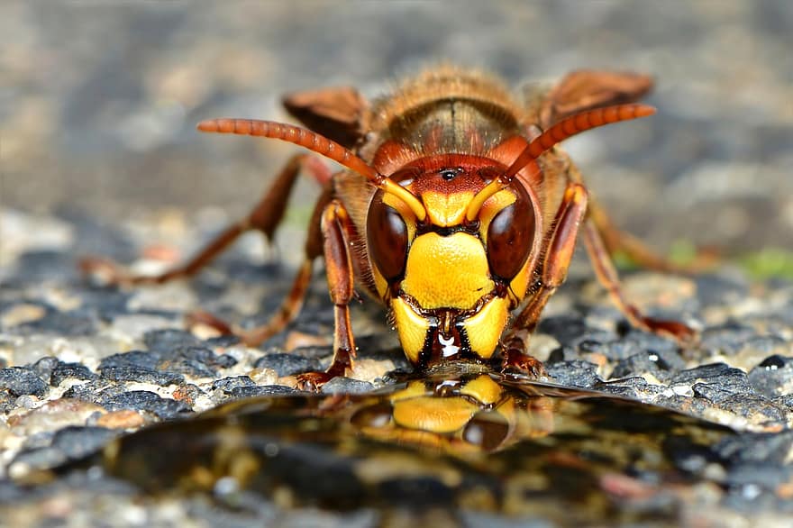 hornet, kukaiņi, vespa crabro, entomoloģija, sugas, makro, tuvplāns, lapsene, dzīvniekiem savvaļā, dzeltens, bite