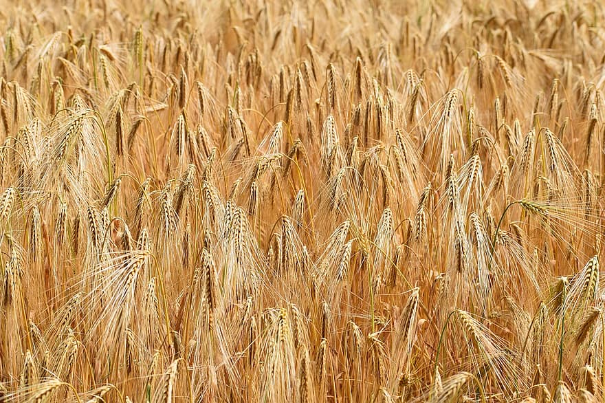 пшеница, поле, поле пшеница, ечемик, култури, обработваема земя, селско стопанство, ферма, Земеделие, култивиране, природа