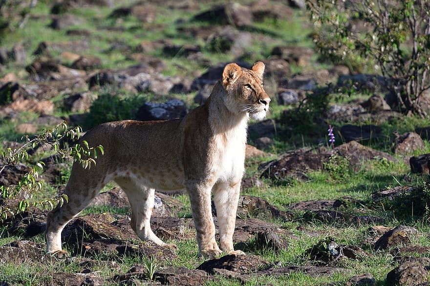 Leão Fêmea, animal, masai mara, África, animais selvagens, mamífero, animais em estado selvagem, gato não domesticado, felino, leão, animais de safári