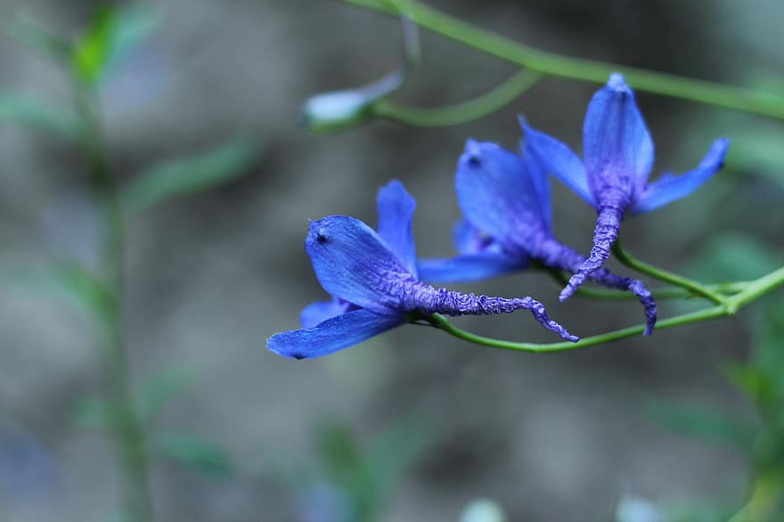 Blau, Blumen, blühen, Blütenblätter, blaue Blütenblätter, Flora, Pflanzen, Nahansicht, Pflanze, Blume, Blatt
