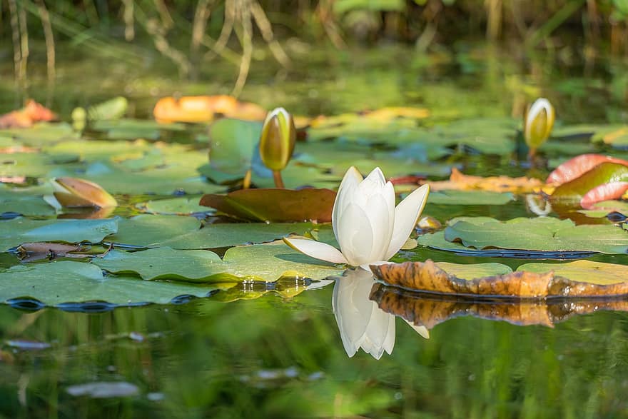 Water Lily, Flower, Pond, Water, Water Reflection, Lily Pads, Nuphar Lutea, Aquatic Plant, Bloom, Blossom, Flowering Plant