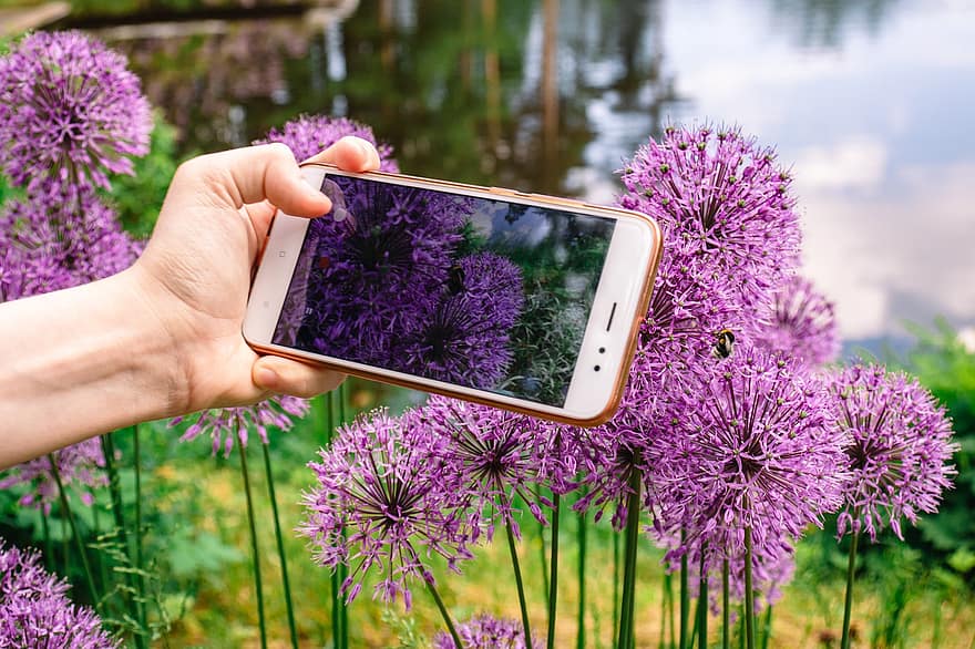 Allium, цветя, мобилен телефон, камера на телефона, фотография, смартфон, растения, разцвет, цвят, Allium Rosenbachianum, лято