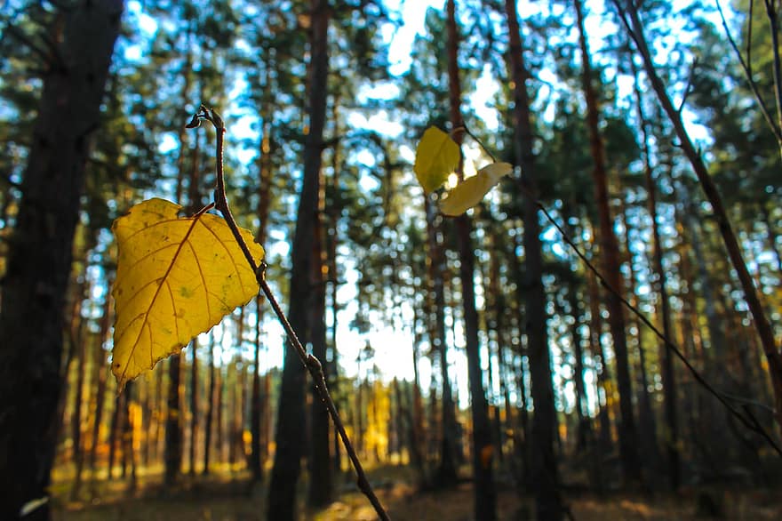 лист, ветка, падать, осень, прут, лес, желтый лист, деревья, леса, природа