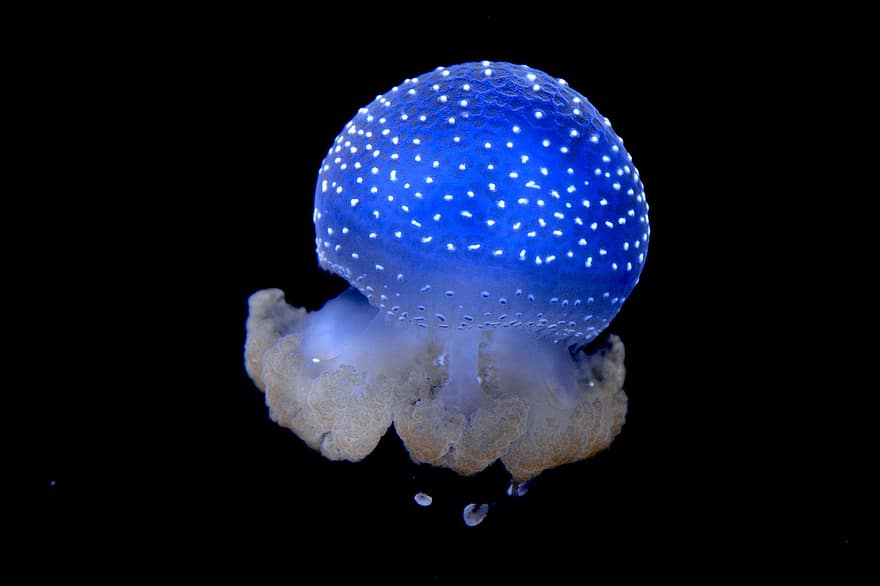 медузи, океану, морське життя, природи