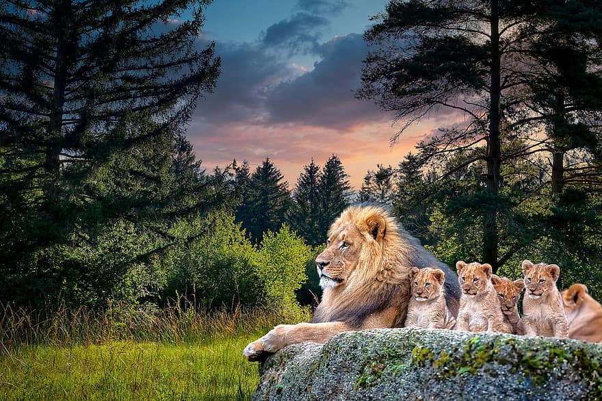 สิงโต, ลูก, จินตนาการ, ป่า, ลูกสิงโต, สัตว์, เลี้ยงลูกด้วยนม, แมวตัวใหญ่, ธรรมชาติ, ความเป็นป่า, พื้นหลัง