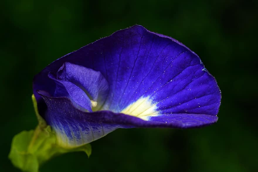 ervilha borboleta, flor, plantar, clitoria, Flor-azul, pétalas, natureza