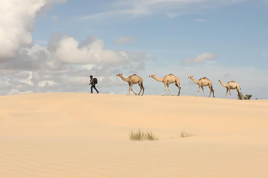 пустинен, камила, мъж, пясък, камера, работник, фотограф, дивата природа