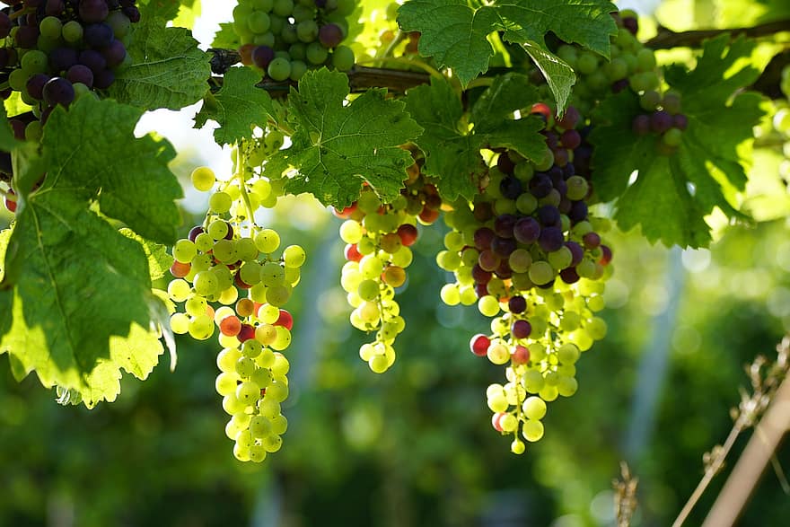 raïm, fruites, vinya, vinyes, branca, planta, viticultura, menjar, orgànic, naturalesa, caure