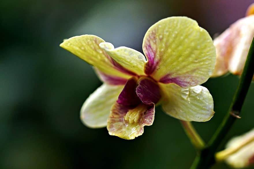 dendrobium, bloem, orchidee, flora, detailopname, fabriek, bloemblad, blad, bloemhoofd, versheid, plantkunde