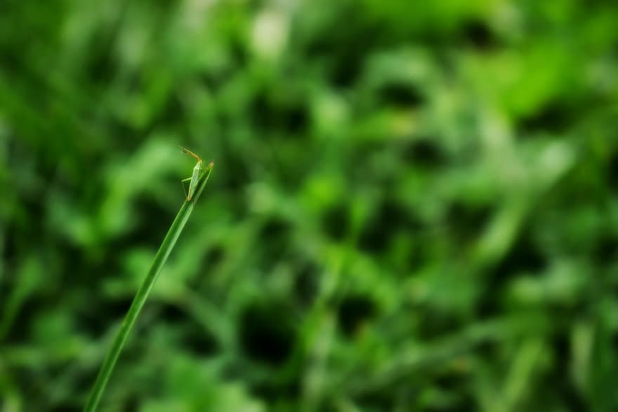 скакалец, насекомо, природа, зелен, трева