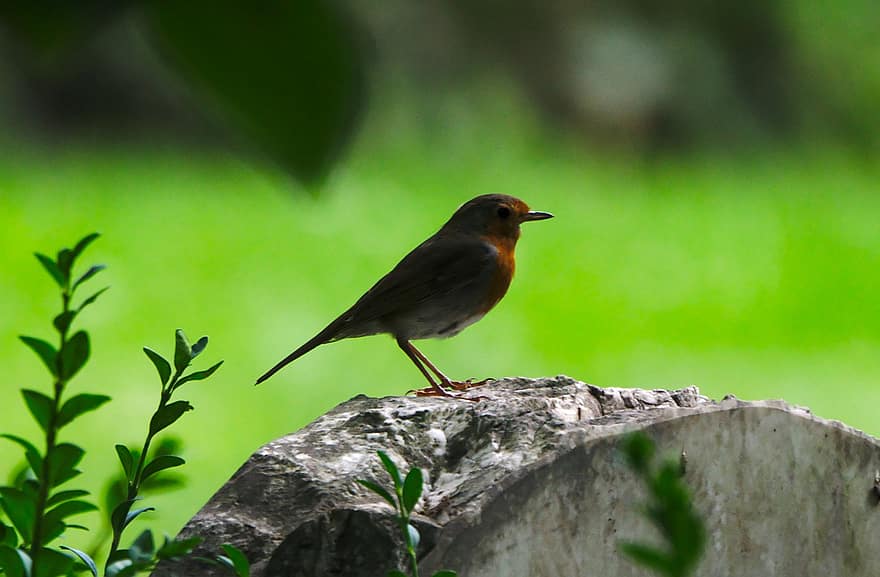 Robin, pájaro, mundo animal, pájaro cantor, pájaro de la ciudad, naturaleza, piedra