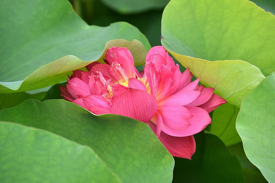 lotus, blomst, rosa blomst, lotusblader, Lotus blomst, blomstre, petals, rosa petals, flora, akvatisk plante, natur