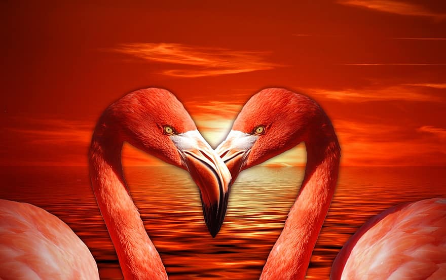 flamingo, valentine, jantung, hari Valentine, cinta, romantis, kekasih, merah, Jeruk, salmon pink, dekoratif
