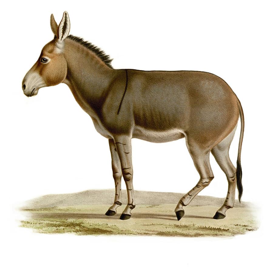 Burro, caballo de batalla, dibujo, Etiopía, mula, poni, casco, marrón, animal, criatura