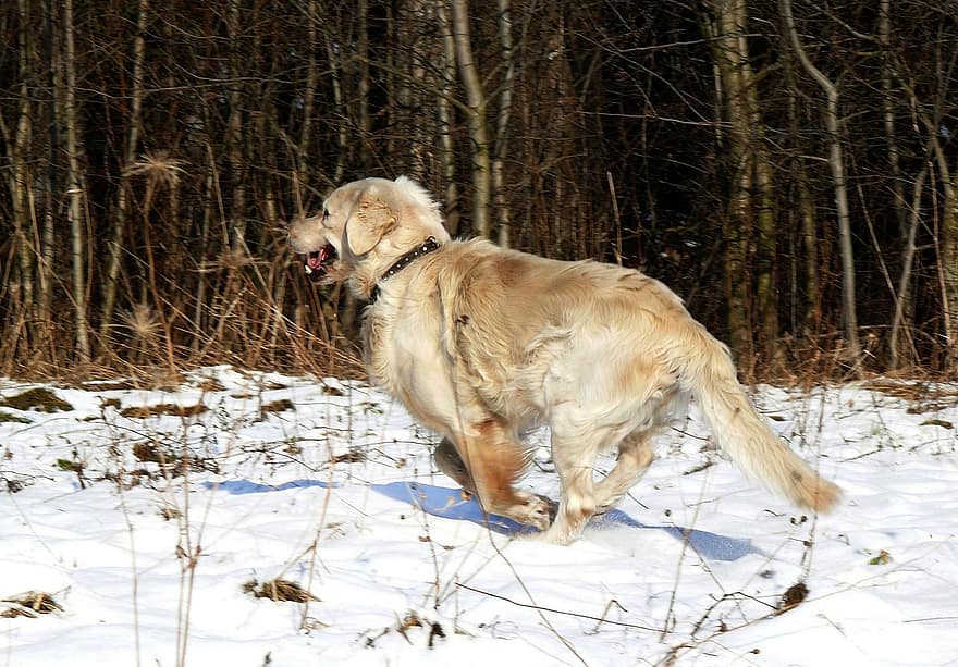 hund, retriever, kjæledyr, snø, vinter, canine, dyr, pels, snute, pattedyr, hundportrett