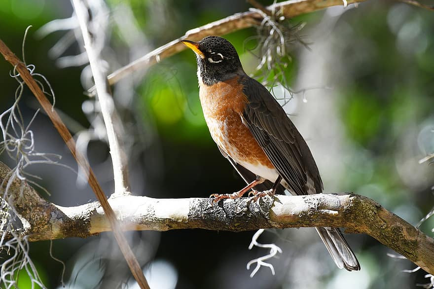 robin, pássaro, ramo, empoleirado, pássaro empoleirado, penas, plumagem, ave, aviária, ornitologia, observação de pássaros