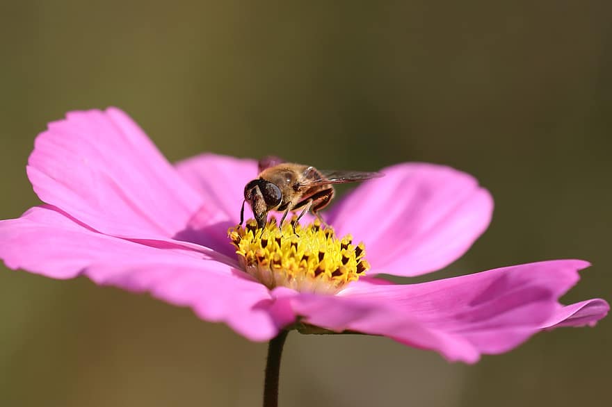 Garden, Flower, Hoverfly, Flower Fly, Syrphid Fly, Insect, Animal, Animal World, Bloom, Blossom, Flowering Plant