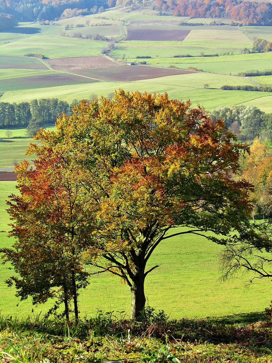 Baum, Feld, fallen, Herbst, Laubbaum, Blätter, Laub, Landschaft, Natur, Jahreszeit, ländliche Szene