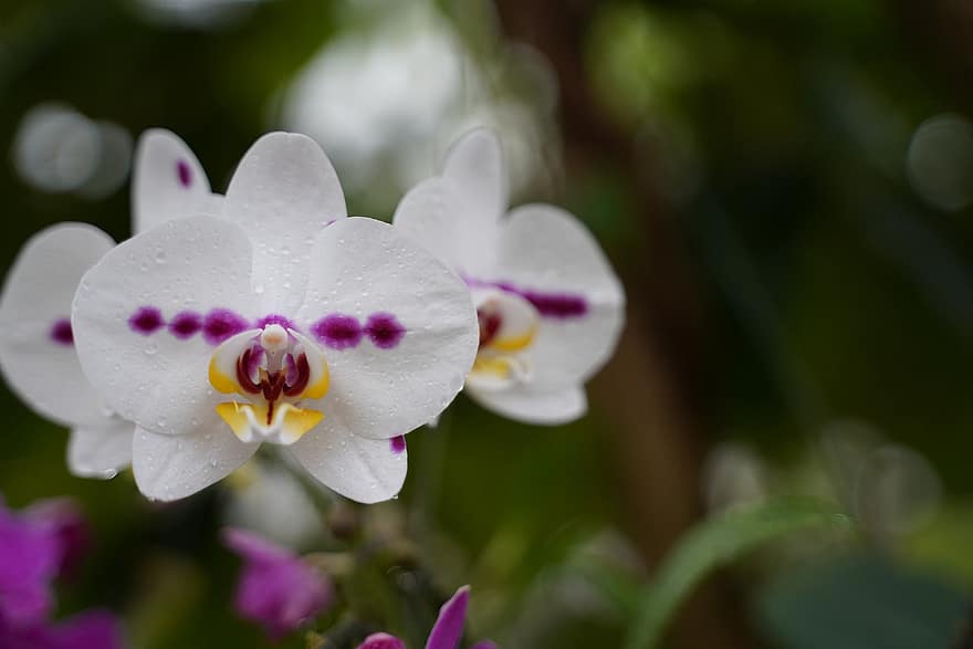 орхидеи, цветя, градина, природа, растение, едър план, цвете, венчелистче, орхидея, цветна глава, листо