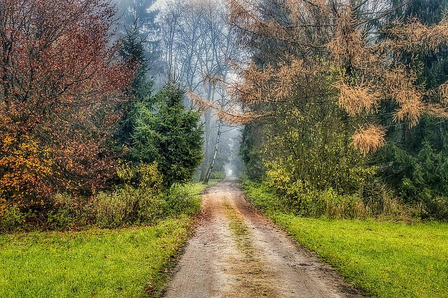 Trees, Path, Forest, Fog, Foggy, Lane, Autumn, Morning Mist, Autumn Colours, Atmosphere, Mysterious