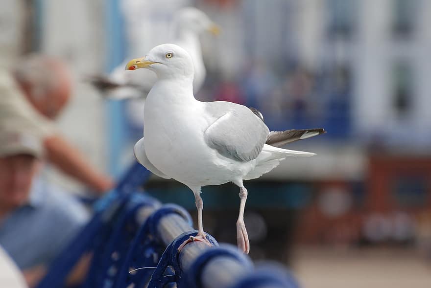 måke, brygge, Eastbourne, perched, avian, fugl, fuglfotografi