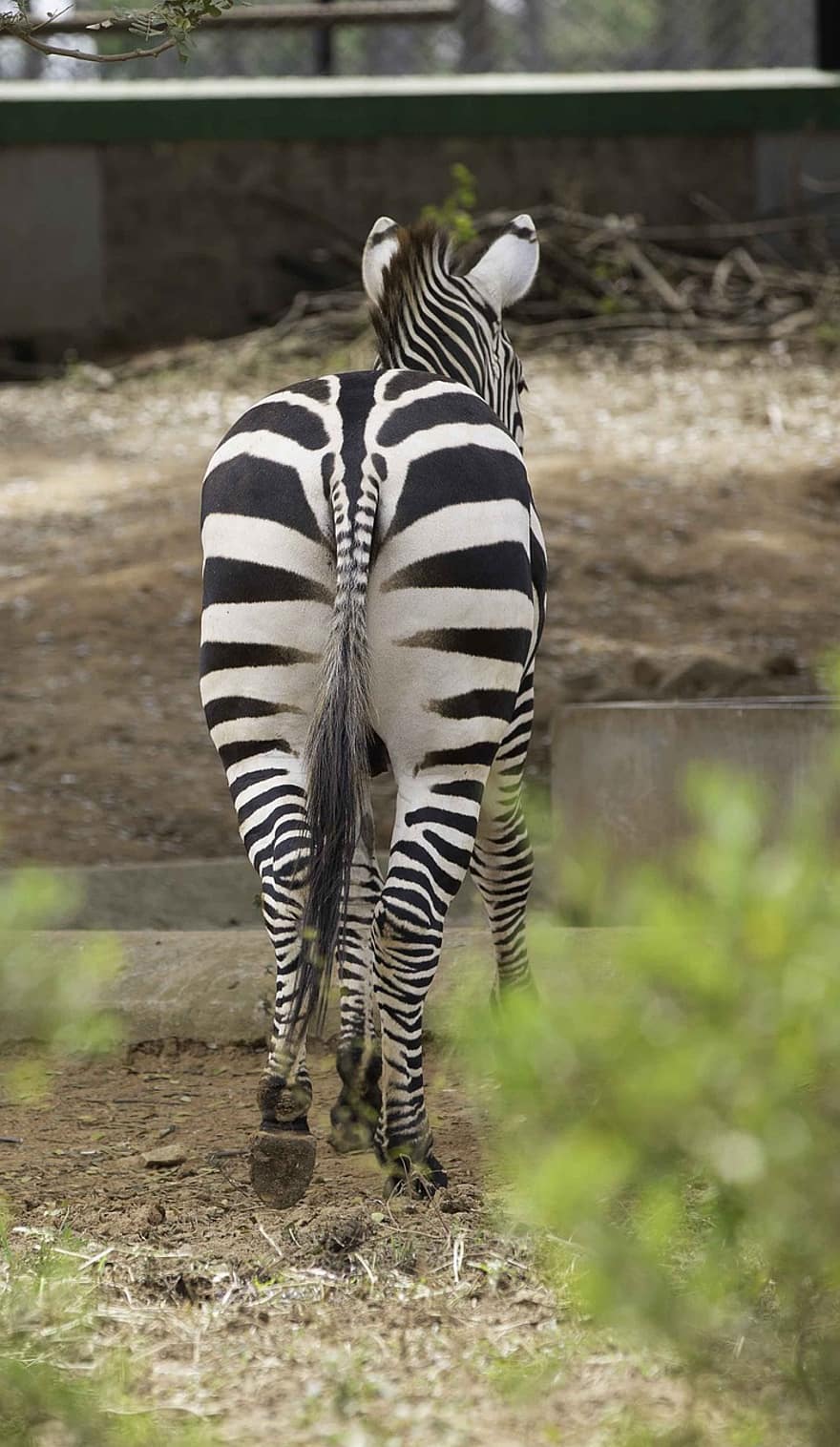 zebra, garis-garis, kuda, binatang buas, margasatwa, liar, hewan, binatang di alam liar, Afrika, bergaris, hewan safari