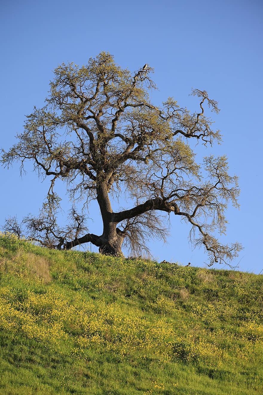 Tree, Nature, Outdoors, Growth, Oak Tree, Branches, Environment, Hill, Field