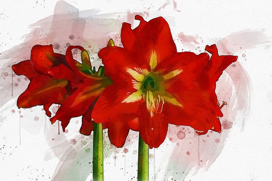 amaryllis, bông hoa, nghệ thuật ảnh, Hoa đỏ, hoa, cây amaryllis, cây, chùm hoa, bức vẽ, đóng lại, Thiên nhiên