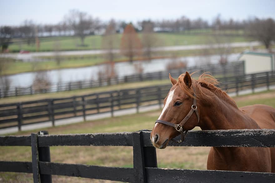 cavallo, animale, mammifero, equino, Kentucky, azienda agricola, recinzioni, cavallo da corsa, scena rurale, stallone, ranch