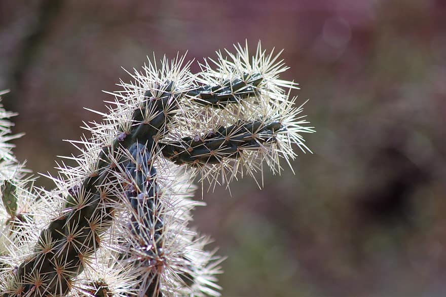 cactus, Arizona, désert, la nature, plante, phénix, Scottsdale, paysage, croissance, fermer, épine