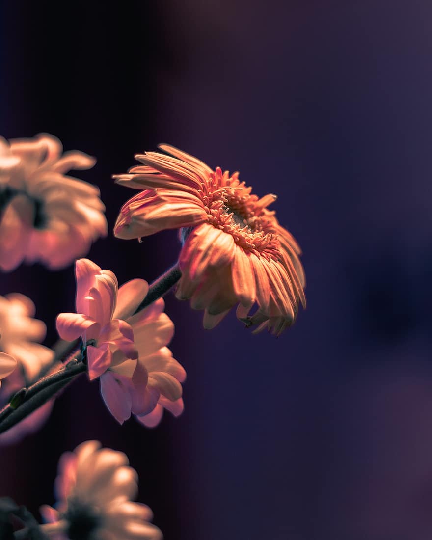 Gerbera, Flower, Plant, Light, Transvaal Daisy, Bloom, Blossom, Garden, Nature, Micro, Closeup