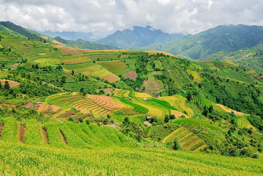 gradas, terrazas de arroz, arrozales, plantación, plantación de arroz, granja, agricultura, granja de arroz, tierra cultivable, rural, arroz
