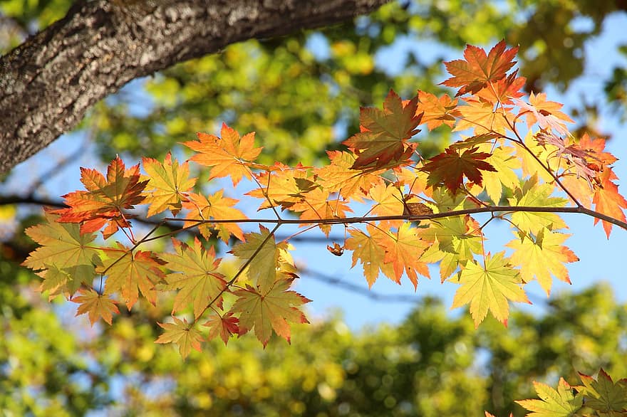 arce, hojas, otoño, hojas de arce, hojas de otoño, follaje de otoño, colores de otoño, follaje, rama, árbol, bosque