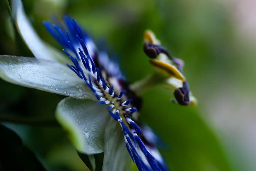 синя пасифлора, цвете, растение, Bluecrown Passionflower, Пасифлора, Обикновена пасифлора, синьо цвете, passiflora caerulea, пасифлора, разцвет, едър план