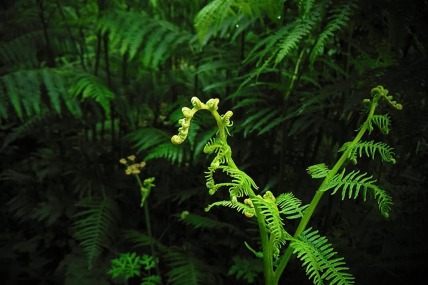 Fern, Nature, Green, Forest, Plant, Leaves, Ferns, Leaf, Environment, Flora, Texture