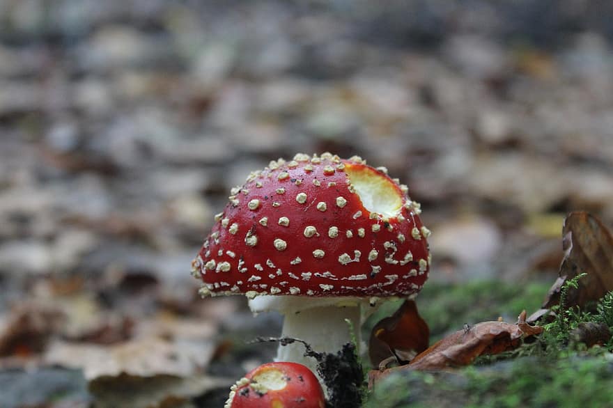 houba, moucha agaric, muchomůrka, podzim, amanita, les, detail, muchomůrka houba, jedovatý, sezóna, puntíkovaný