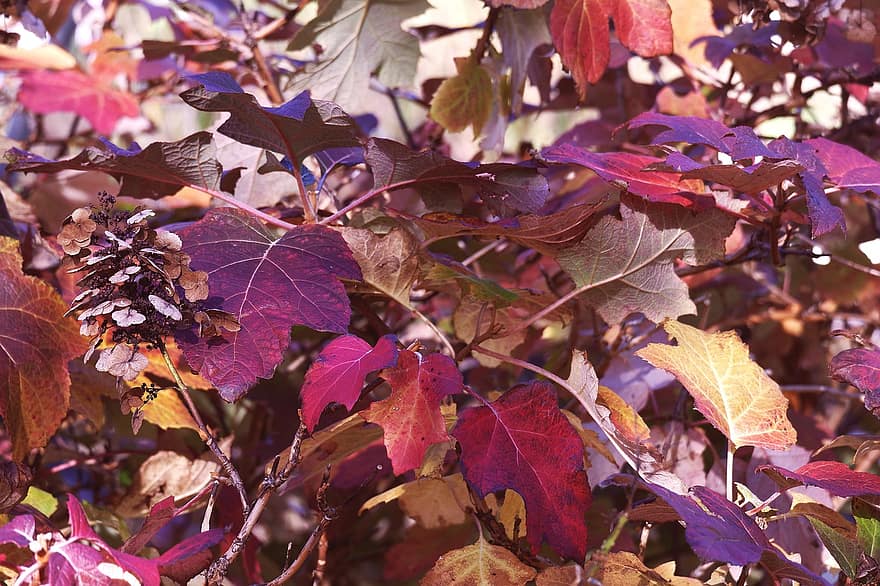 листья, завод, падать, осень, листва, Осенние листья, дерево, природа, лист, время года, разноцветный